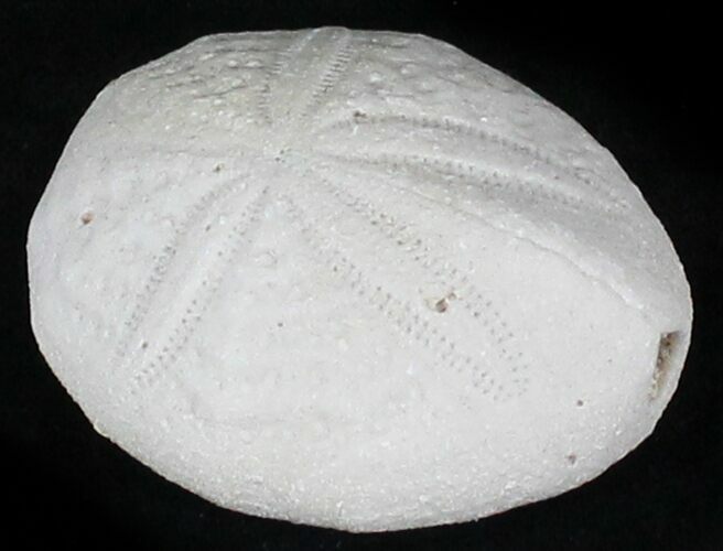 Fossil Sea Urchin (Eupatagus) - Florida #28793